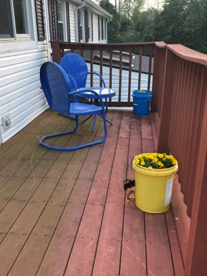 Watering flowers