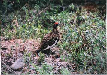 ptarmigan