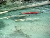 Salmon spawning