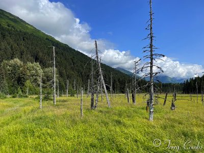 Dead trees